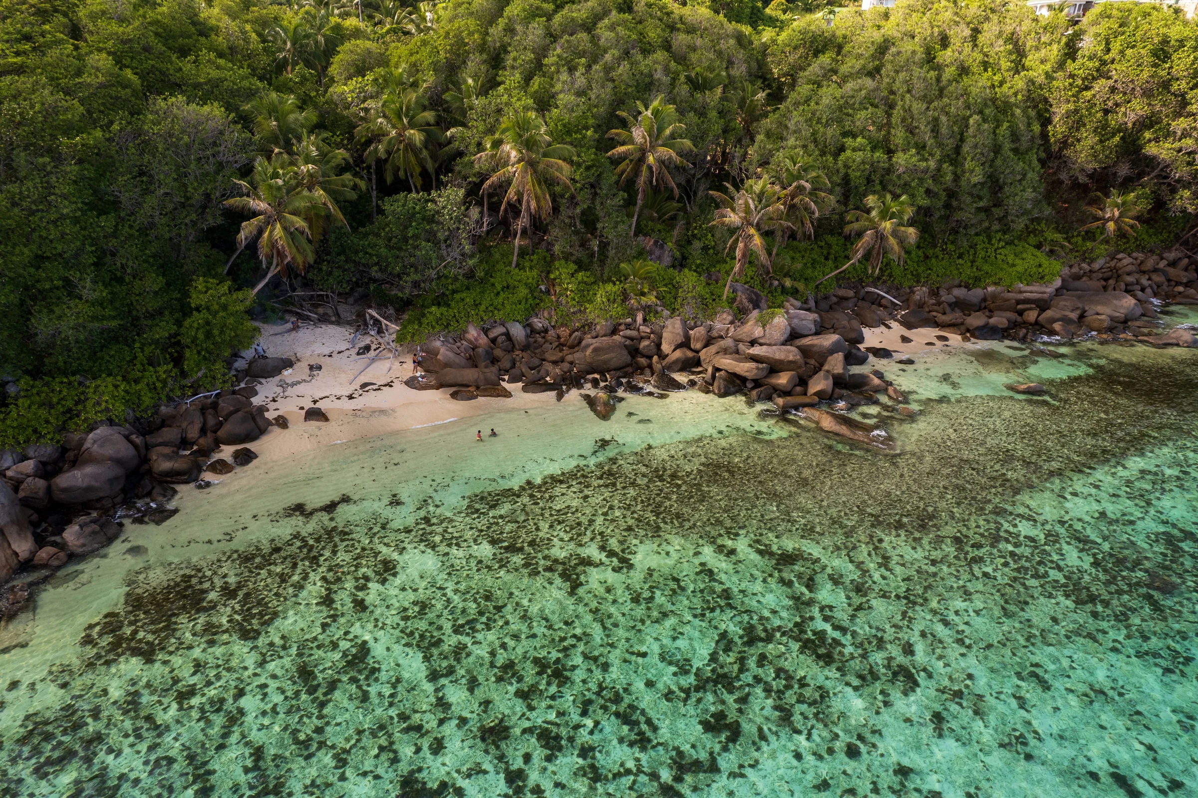 Green palm canopy around a coastal cove